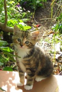 4980f-kitten-tabby