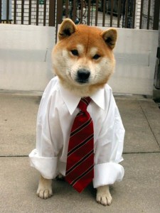 ba1be-fundogs-zxq_-net-dogs-tie-5